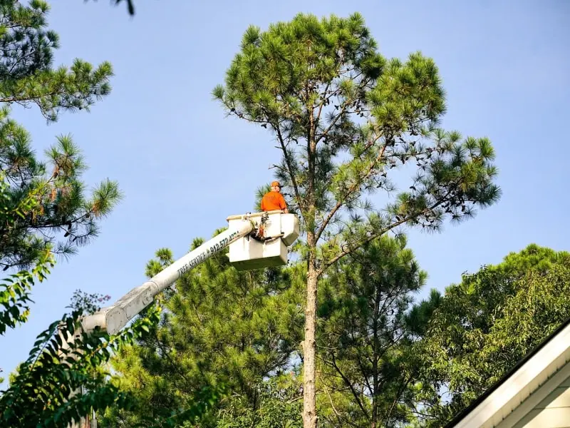 Tree Trimming Midway GA | Tree Pruning | Summit Tree and Land Solutions