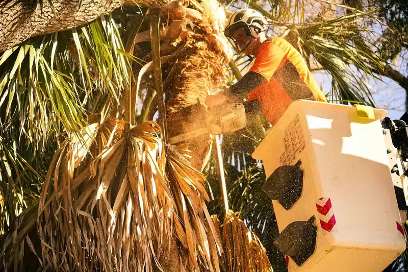 Tree Trimming Midway GA | Tree Pruning | Summit Tree and Land Solutions