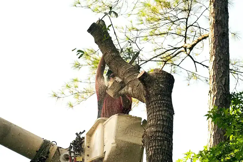 Crane Tree Removal Coastal Georgia | Summit Tree and Land Solutions
