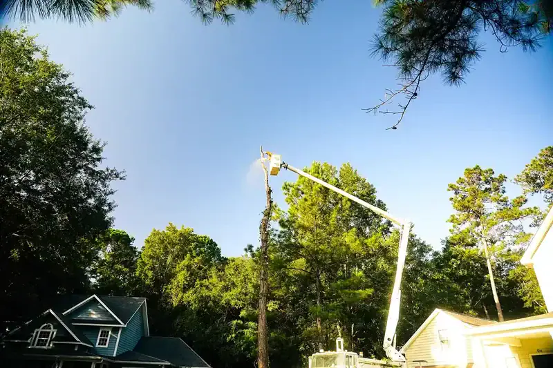 Crane Tree Removal Coastal Georgia | Summit Tree and Land Solutions