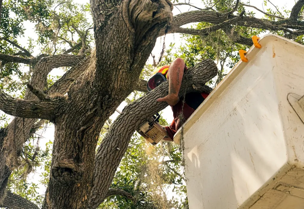 Best Tree Service Savannah GA | Affordable Tree Care