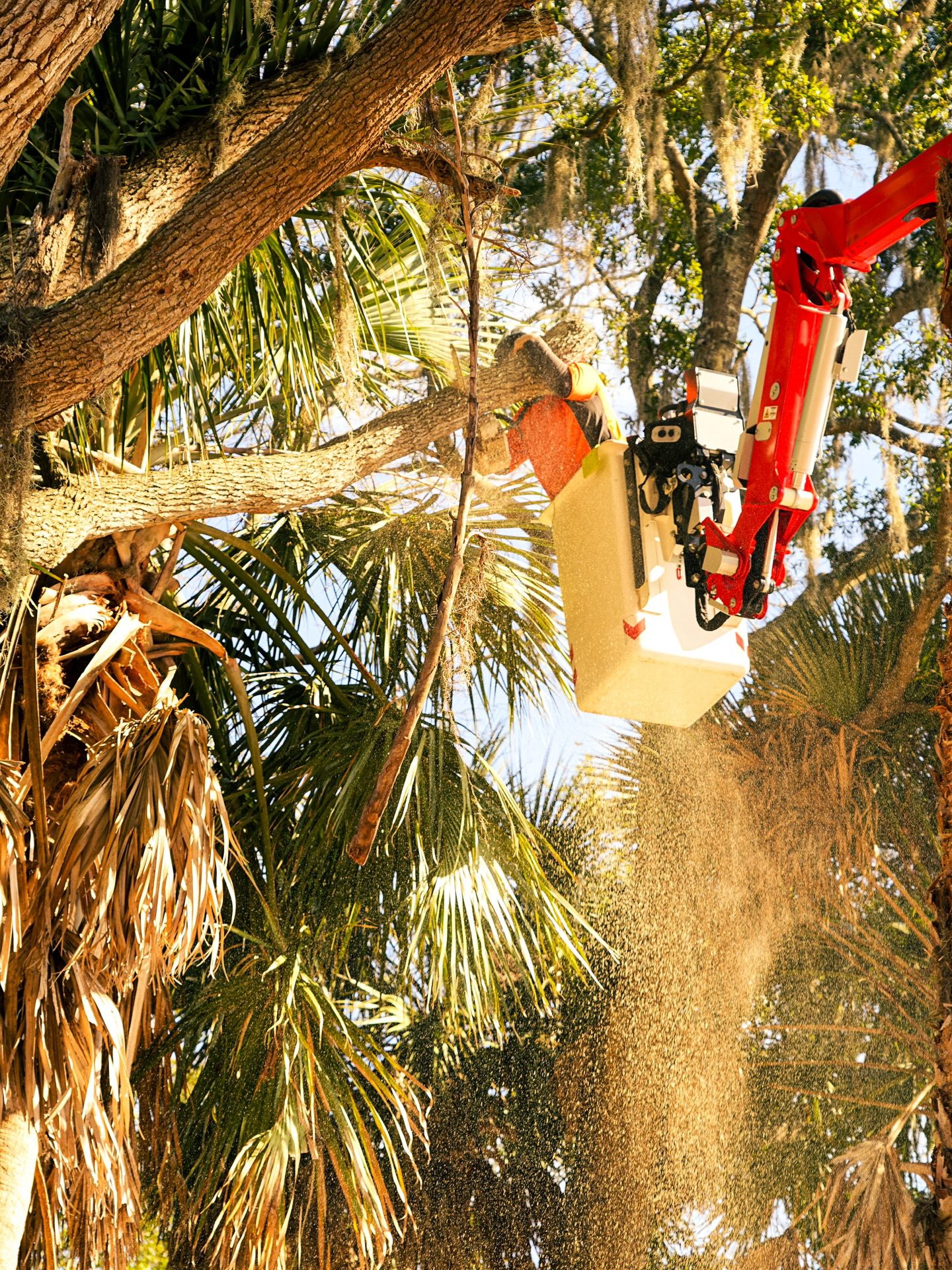 Guide on the best time to trim trees in Coastal Georgia for optimal growth and safety.