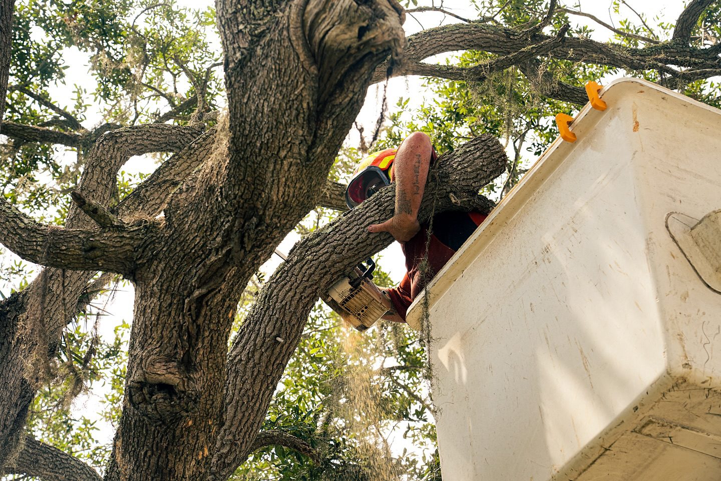 Crane-assisted tree removal process for large trees near homes in Coastal Georgia.